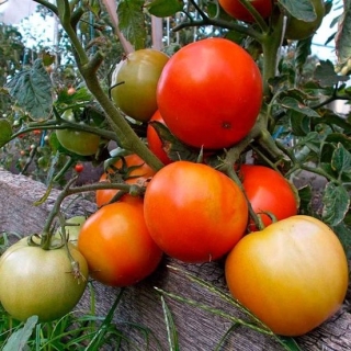 Томат Бони ММ