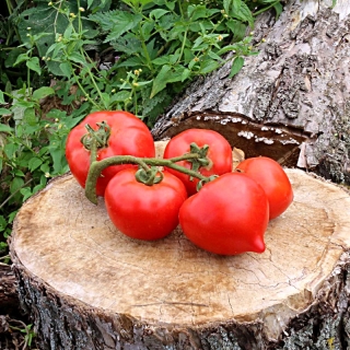 Томат Буренка F1