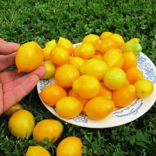 Томат Джаджу (Yellow Piennolo del Vesuvio) (большой пакет)