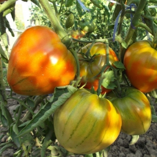 Томат Дабл Хат