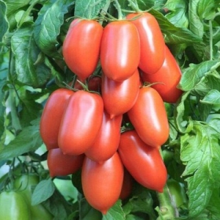 Томат Детские пальчики F1