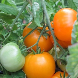 Томат Диетический здоровяк