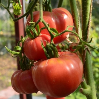 Томат Дикая роза