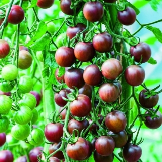 Томат Диковинка