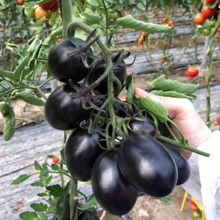 Томат Дип Пёрпл F1