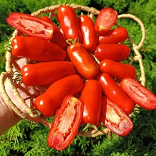 Томат Дрова