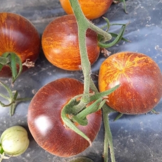 Томат Двойная жизнь колобка