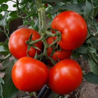 Томат Екатерина Великая F1