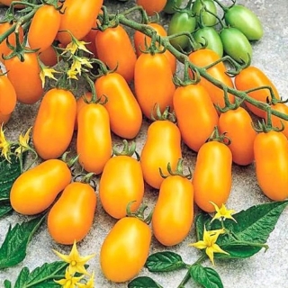 Томат Финик Желтый F1