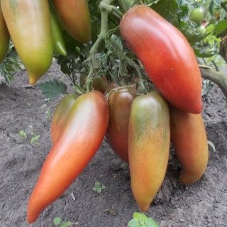 Томат Фиолетовая Гордость Весселя (большой пакет)