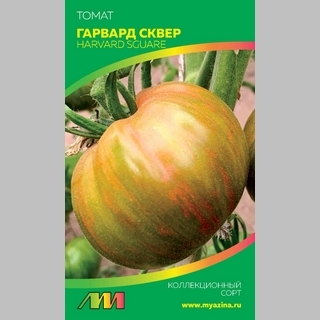 Томат Гарвард сквер