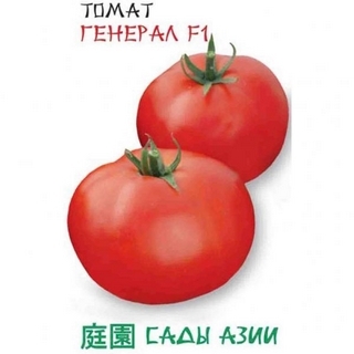 Томат Генерал F1