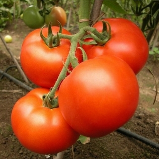 Томат Генерал F1