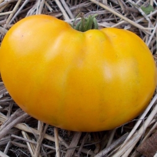 Томат Гигант Лимонный