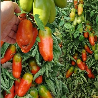 Томат Жиголо XXL