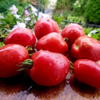 Томат Гном Балет Мелони (Dwarf Melanie’s Ballet) (большой пакет)