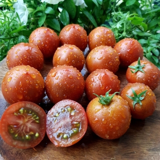 Томат Гном Бандаберг Рамболл (Dwarf Bundaberg Rumball)