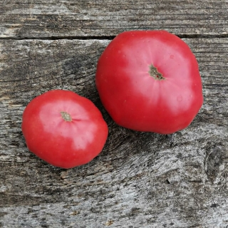 Томат Гном Большая Удача (Dwarf Large Lucky)