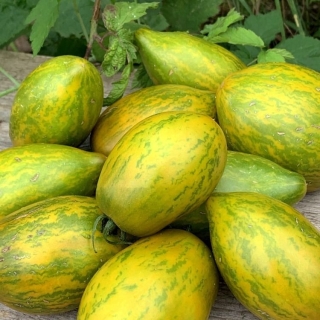 Томат Гном Дерзкая Мэри (Dwarf Saucy Mary) (большой пакет)