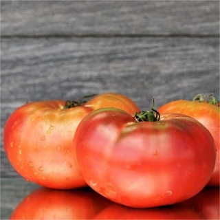 Томат Гном Дикий картофельный лист (Dwarf Wild Spudleaf)