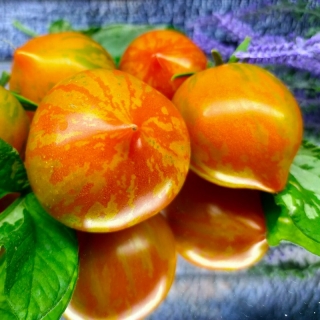 Томат Гном Гендальф (Dwarf Gandolf)