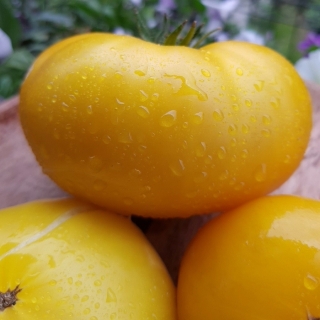 Томат Гном Голден Джипси