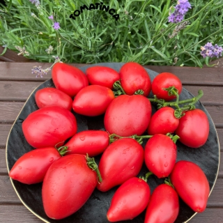 Томат Гном Отчаянный (Dwarf Desperado) (большой пакет)