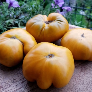 Томат Гном Улуру Охра (Dwarf Uluru Ochre)