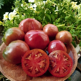 Томат Гном Вкусное вино (Dwarf Tasty Wine)