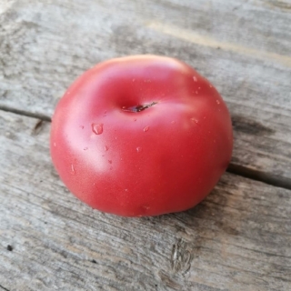 Томат Гном Юкон Квест