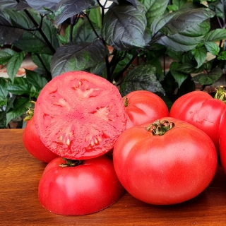 Томат Гном Юкон Квест (Dwarf Yukon Quest)