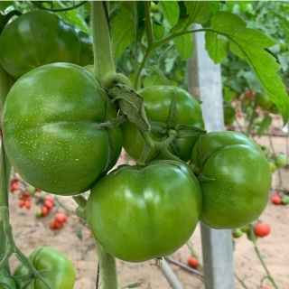 Томат Грин Биф F1