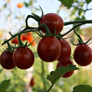 Томат Груша черная