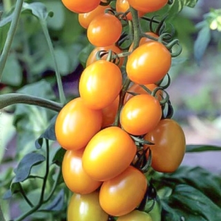 Томат Ирин 60 F1