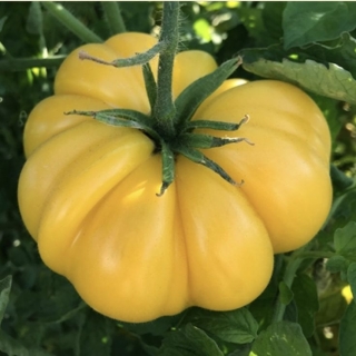 Томат Желтый Рифленый