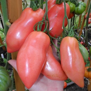 Томат Какаду Розовый