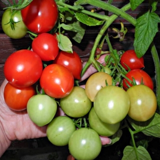 Томат Карлик нос