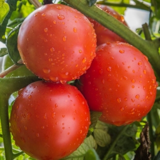 Томат Катя F1