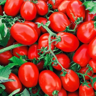 Томат Хайнз 3402 F1