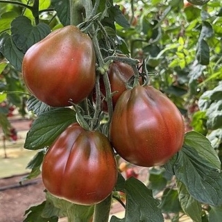 Томат Хинкали коричневый F1
