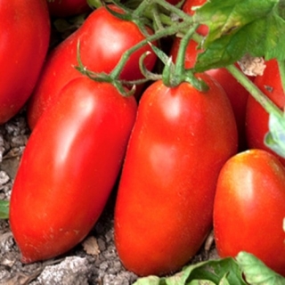 Томат Кинель