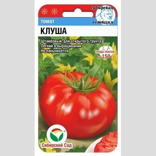 Томат Клуша