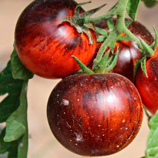 Томат Гном Королева ночи (Queen of the night)