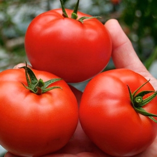 Томат Корунд F1