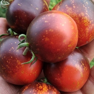 Томат Космос (Cosmos)