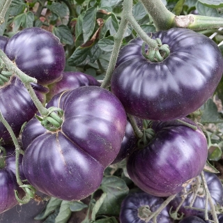 Томат Лазурный гигант F1