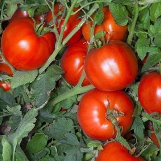 Томат Ледник F1 (Северные овощи)