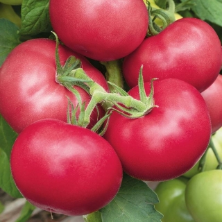 Томат Лось F1