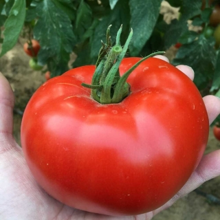 Томат Мальбек F1