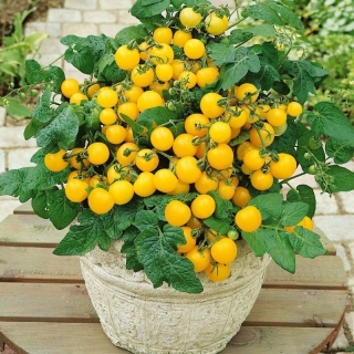 Томат Дварф Медовые орешки F1 (балконный)